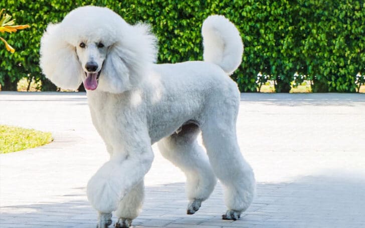 Phantom Poodle