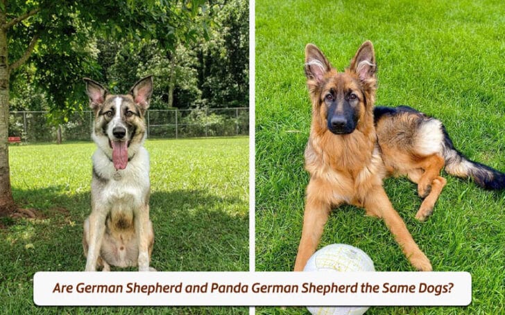 Panda German Shepherd