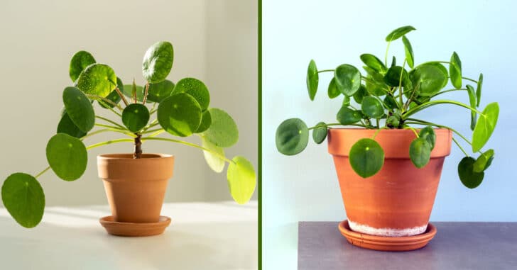 Pilea Peperomioides Care