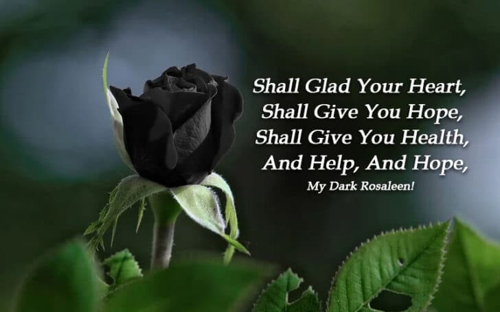 Black Roses