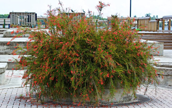 Firecracker Plant