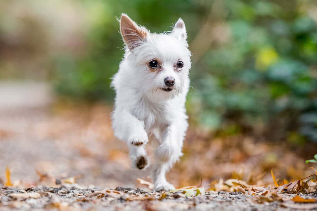 White Yorkie