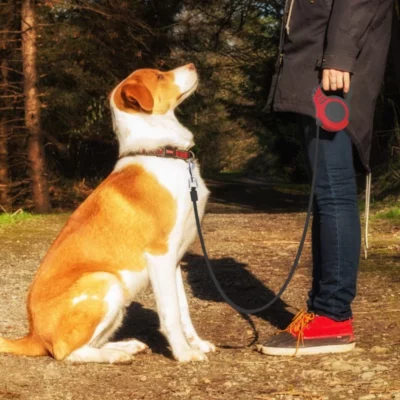 Long Retractable Dog Leash