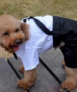 Dog Suit and Bow Tie Outfit