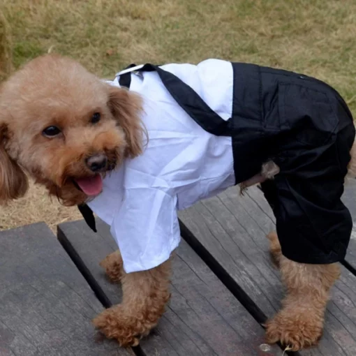 Dog Suit and Bow Tie Outfit