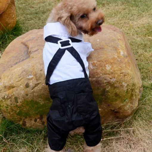 Dog Suit and Bow Tie Outfit