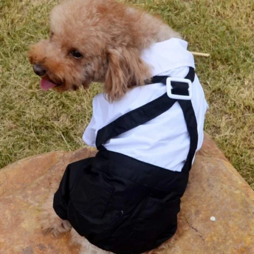 Dog Suit and Bow Tie Outfit