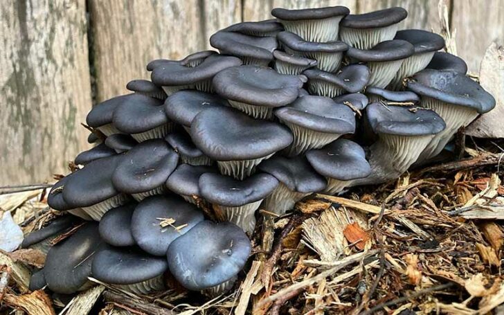 Blue Oyster Mushroom