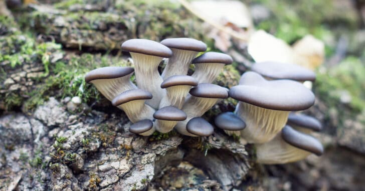 Blue Oyster Mushroom