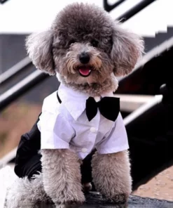 Dog Suit and Bow Tie Outfit