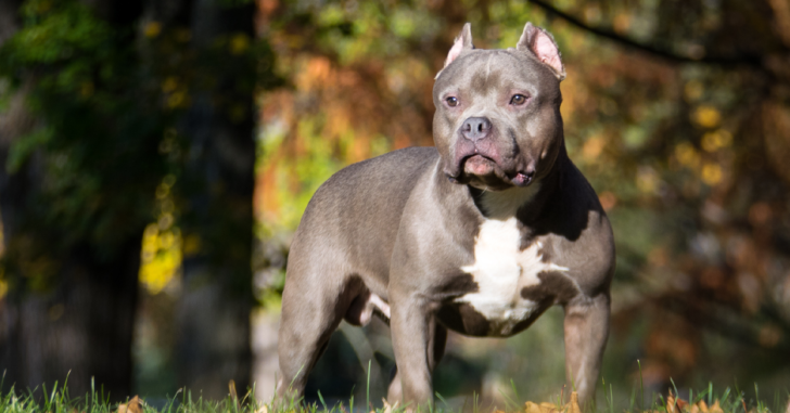 Gator Pitbull