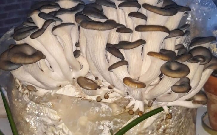 Blue Oyster Mushroom