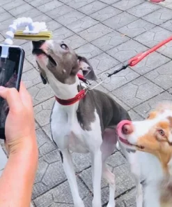 BriteDoggie Pet Selfie Stick