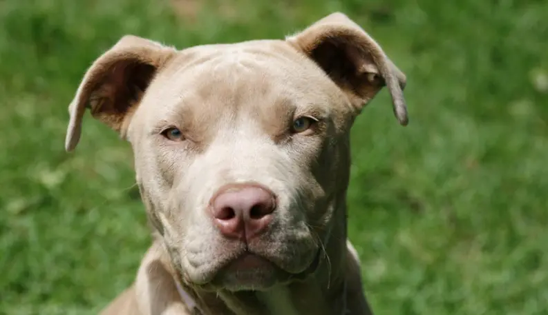 Gator Pitbull