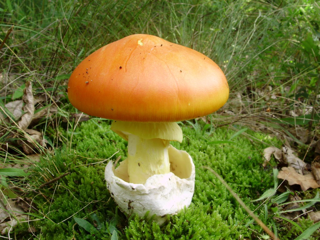 Amanita Caesarea