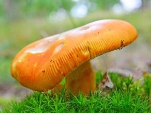 Amanita Caesarea