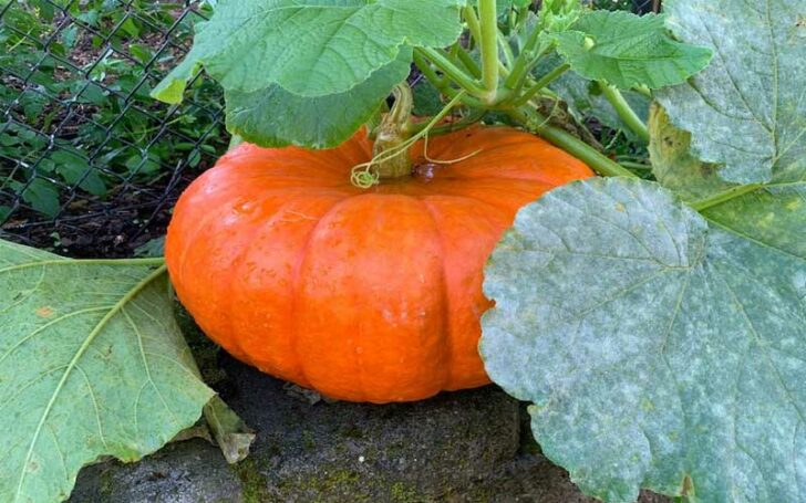 Cinderella Pumpkin