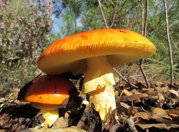 Amanita Caesarea