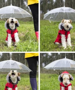 Rainproof Umbrella Dog Leash For Small Dogs