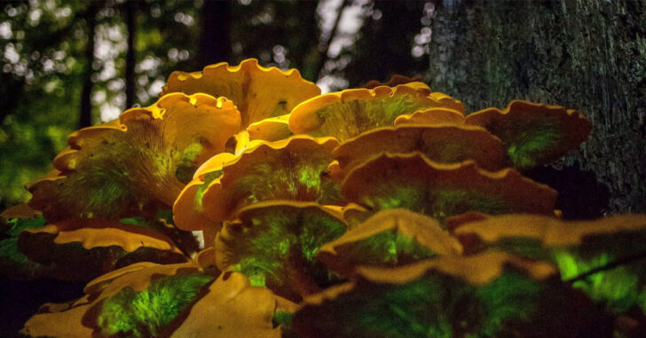 Omphalotus Illudens