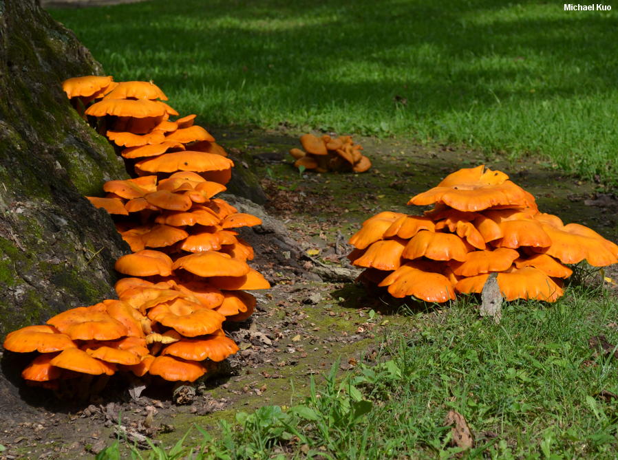 Omphalotus Illudens