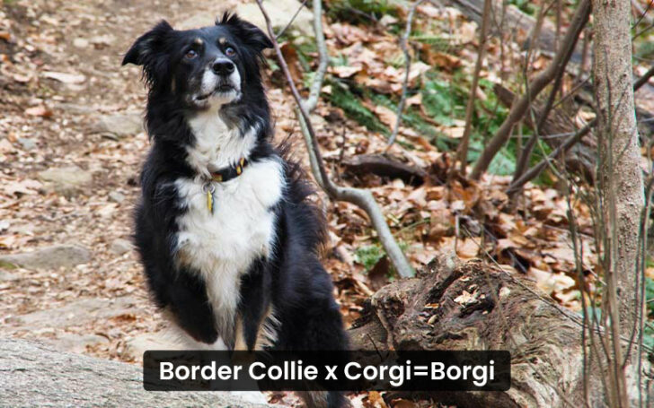 Corgi Mixes