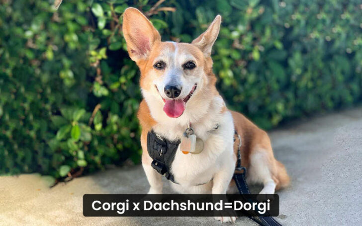 Corgi Mixes