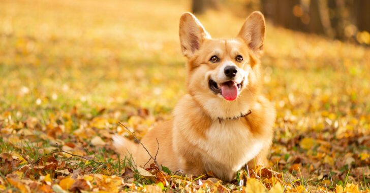 Corgi Mixes