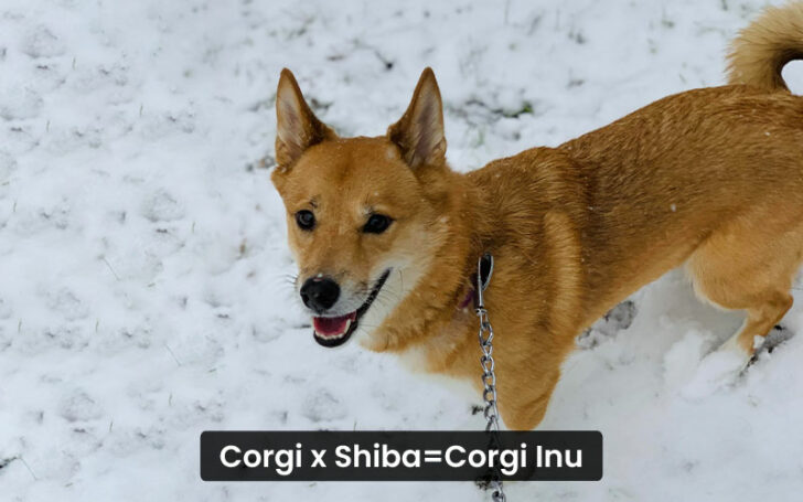 Corgi Mixes