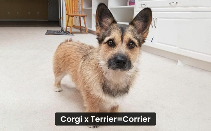 Corgi Mixes