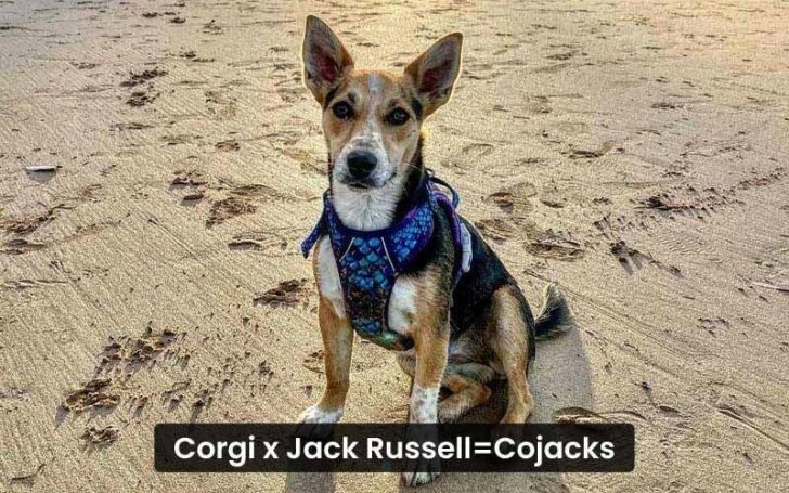 Corgi Mixes