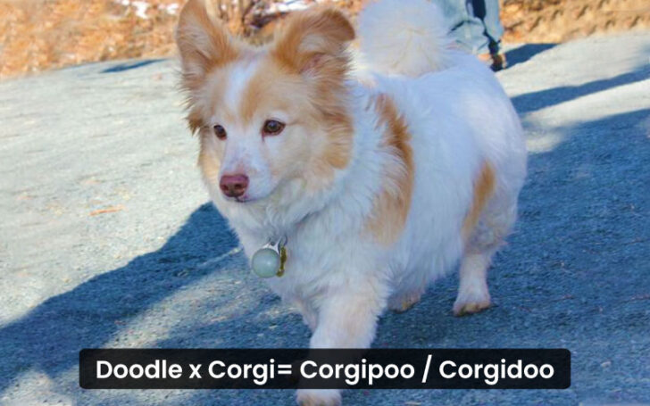 Corgi Mixes