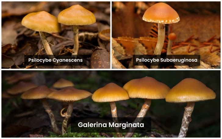 Deadly Galerina