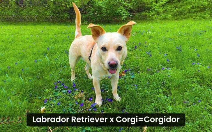 Corgi Mixes