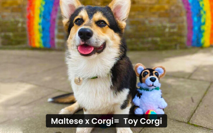 Corgi Mixes