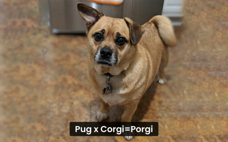 Corgi Mixes