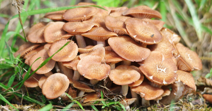 Ringless Honey Mushroom