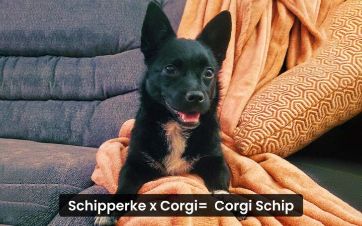 Corgi Mixes