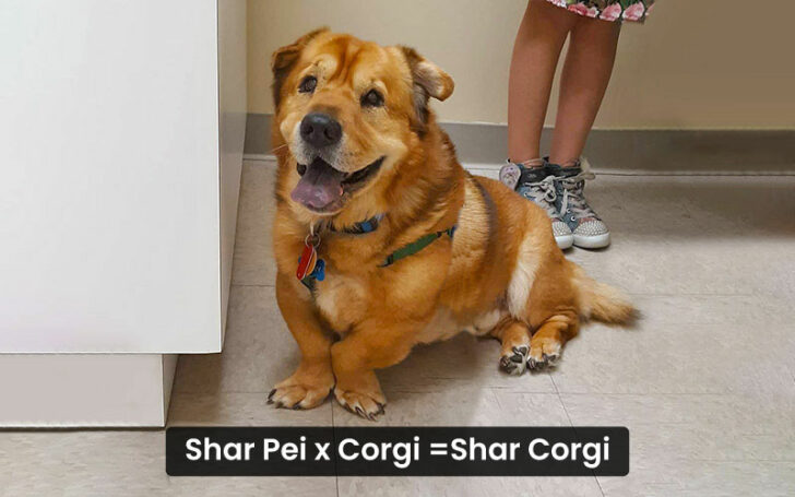 Corgi Mixes