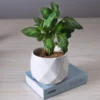 Ceramic Diamond Planter For Indoor Plants