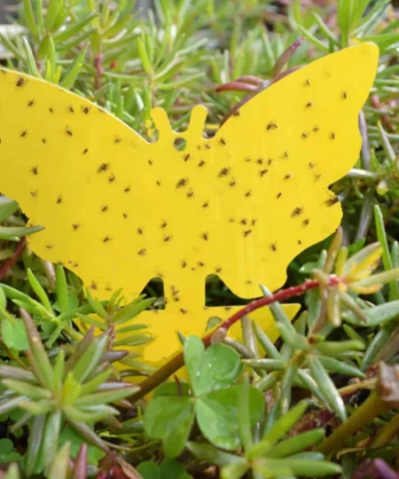 Dual-Sided Sticky insect Trap