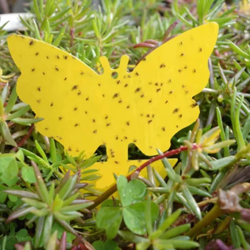 Dual-Sided Sticky insect Trap