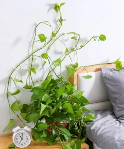 Plant Climbing Wall Fixture For Organizing Vines