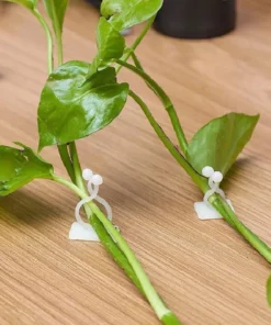 Plant Climbing Wall Fixture For Organizing Vines