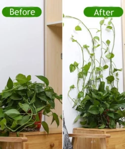 Plant Climbing Wall Fixture For Organizing Vines