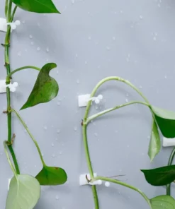 Plant Climbing Wall Fixture For Organizing Vines