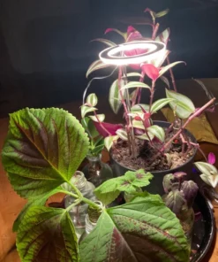 Grow Lights For Indoor Plants