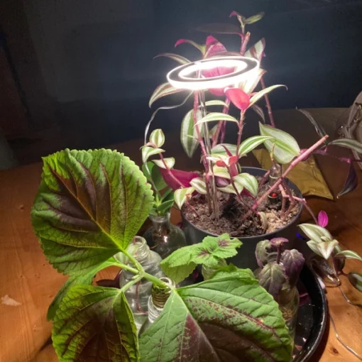 Grow Lights For Indoor Plants