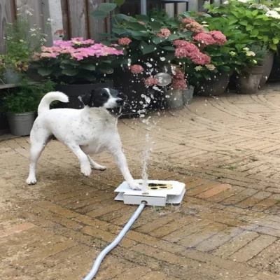 Dog Water Fountain