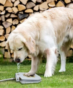 Dog Water Fountain